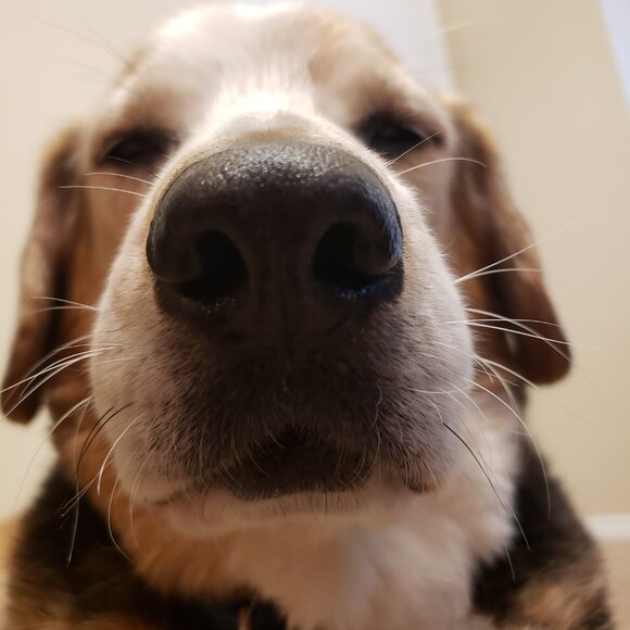 Meet your Posher, Poe - Picture 3 of 4